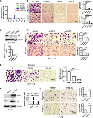 Elevated Sodium Pump α3 Subunit Expression Promotes Colorectal Liver Metastasis via the p53-PTEN/IGFBP3-AKT-mTOR Axis